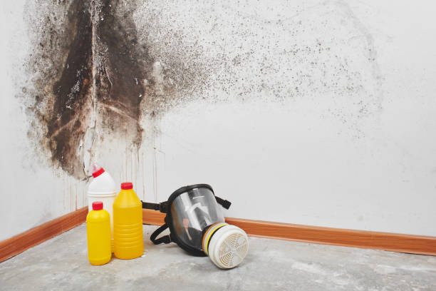 Best Basement Mold Remediation in O, MI