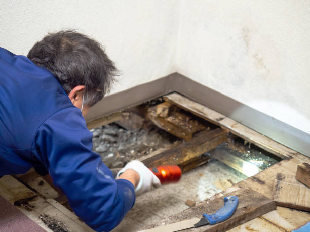 Reliable Mio, MI Mold Remediation Solutions