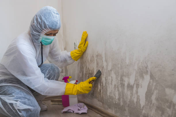 Best Post-Remediation Services in O, MI