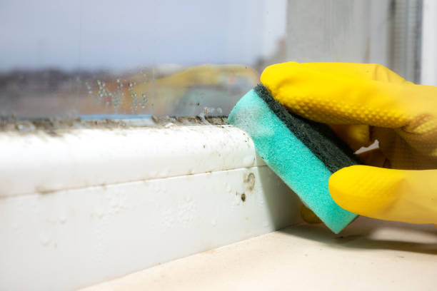 Best Attic Mold Remediation in O, MI