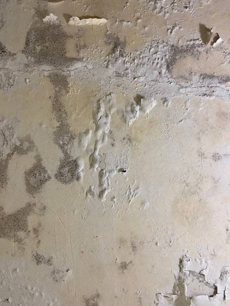 Best Residential Mold Remediation in O, MI
