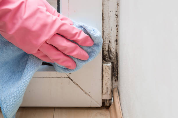  O, MI Mold Removal Pros